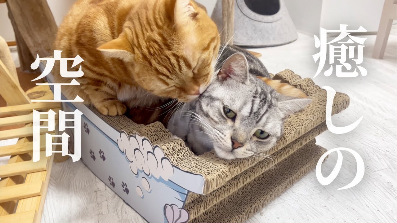 【癒し】仲良し猫家族の癒しの空間 #猫 #マンチカン