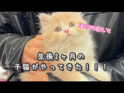 001.スコティッシュフォールドがやってきた！