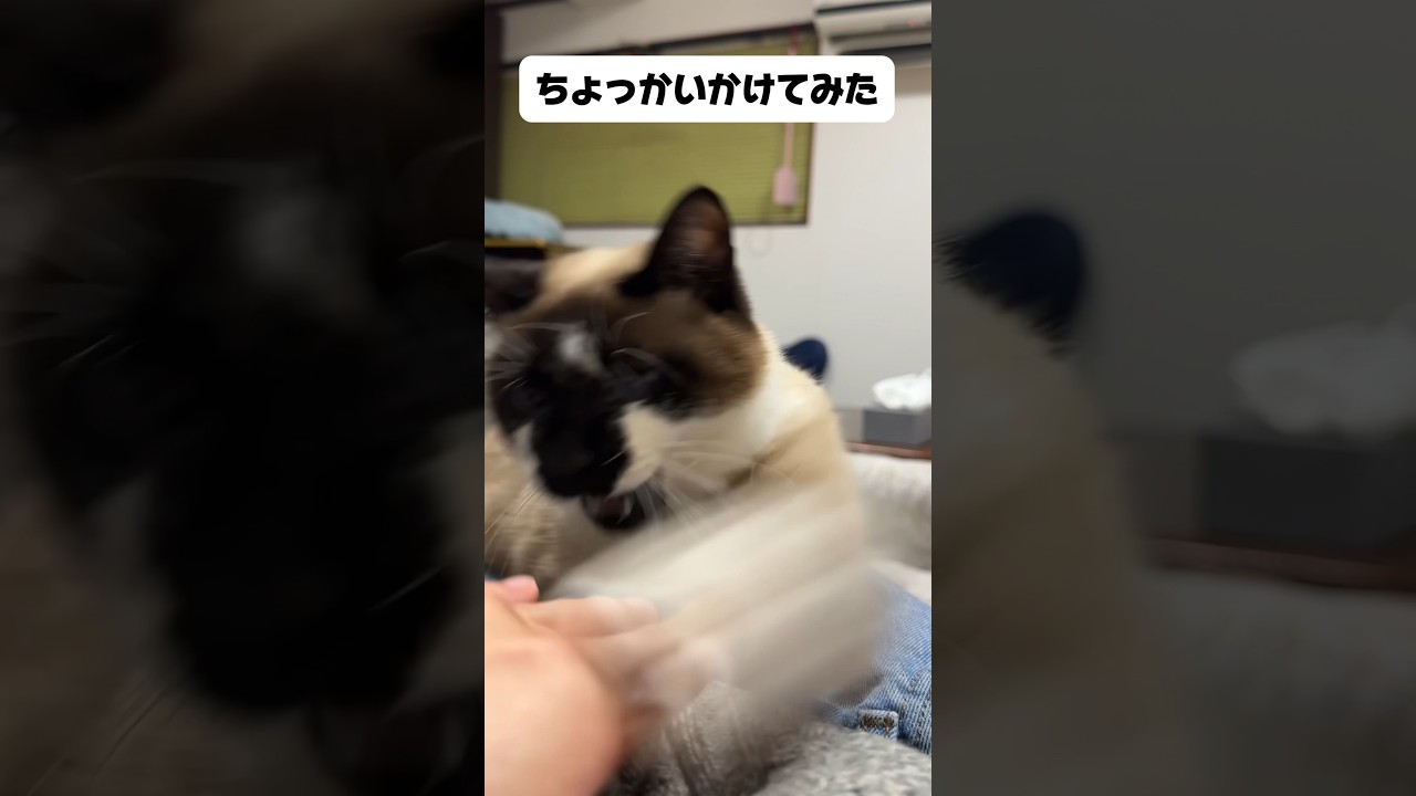 おこ　#cat #ペット　#シャム猫ミックス