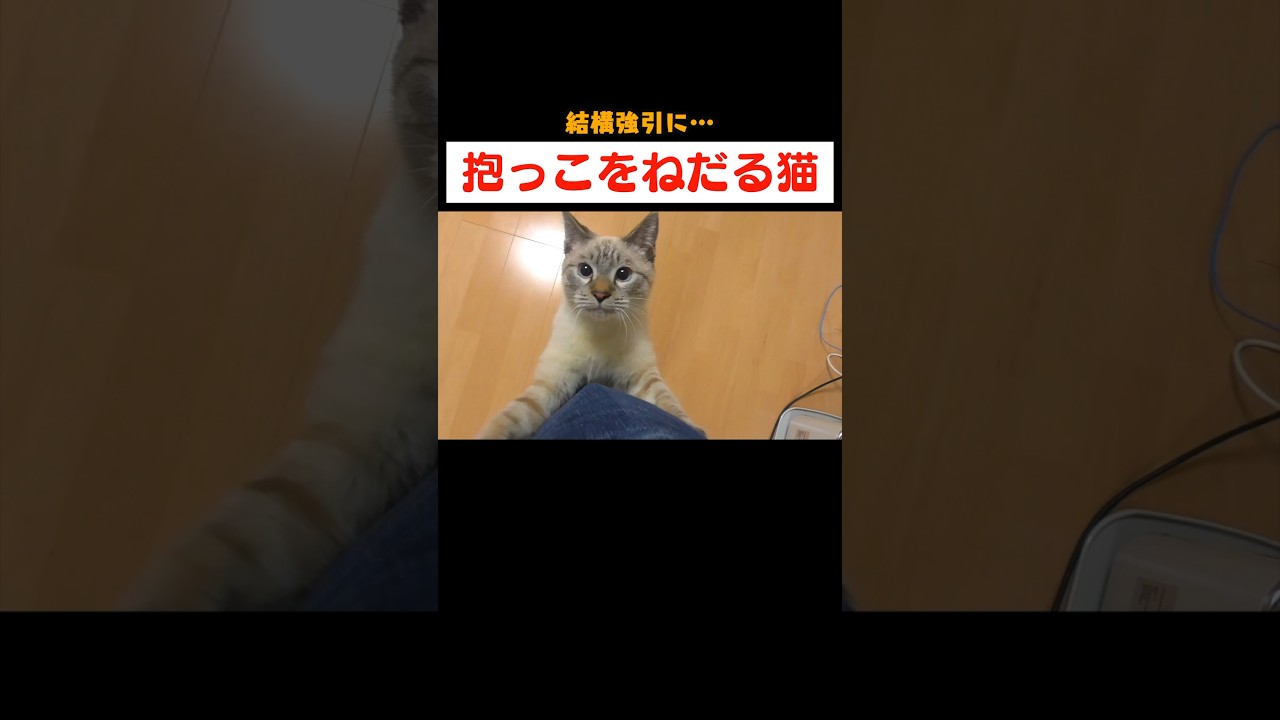 爪をガシガシ立てながら飼い主に登る子猫