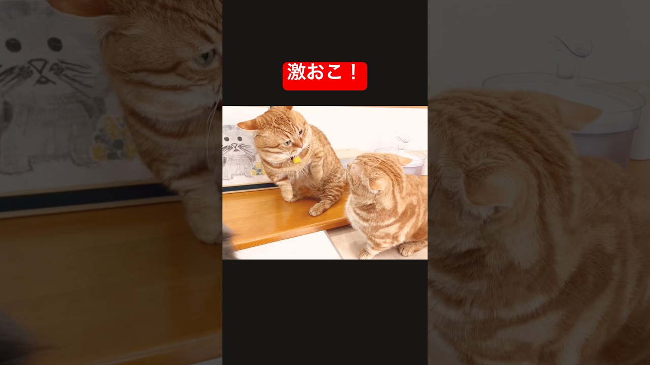 イライラ激おこの猫 #マンチカン #shorts