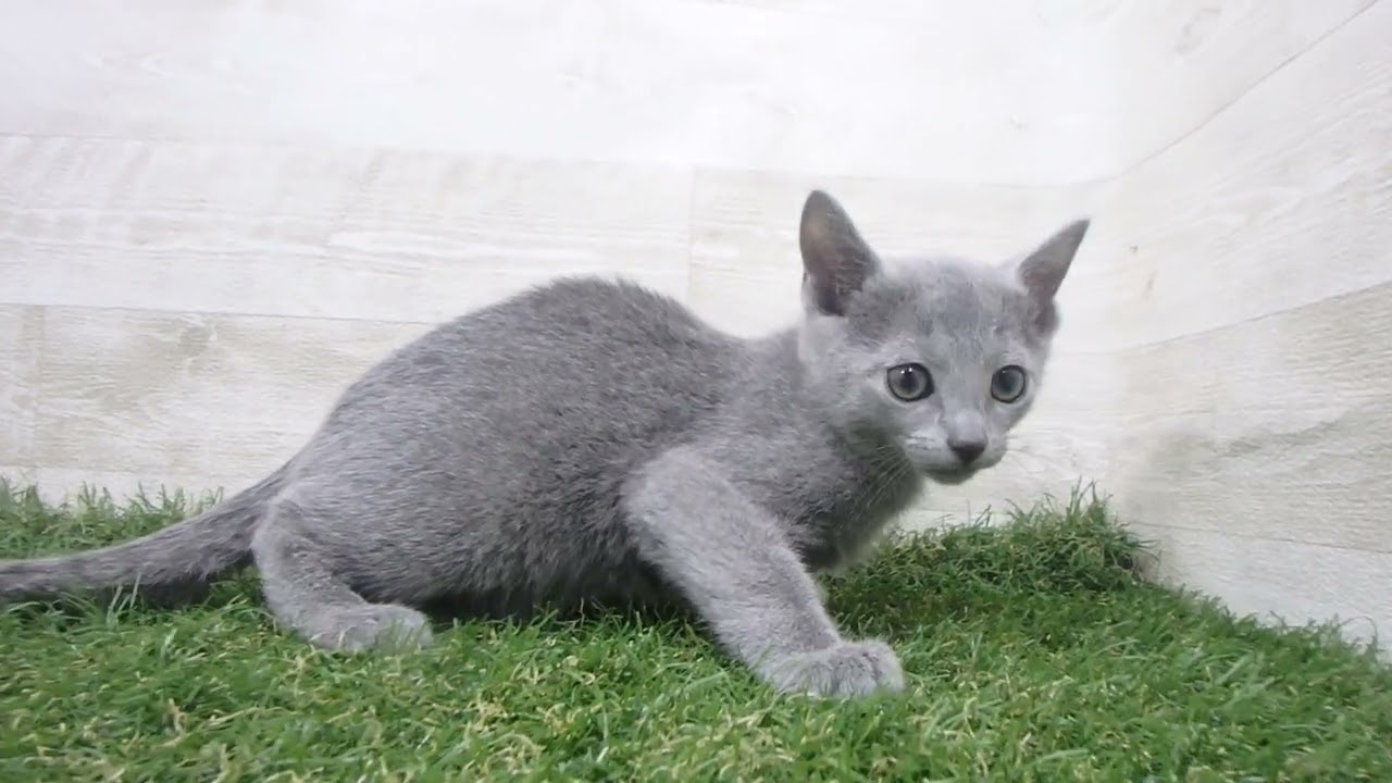 Coo&RIKU　No00666444 ロシアンブルー