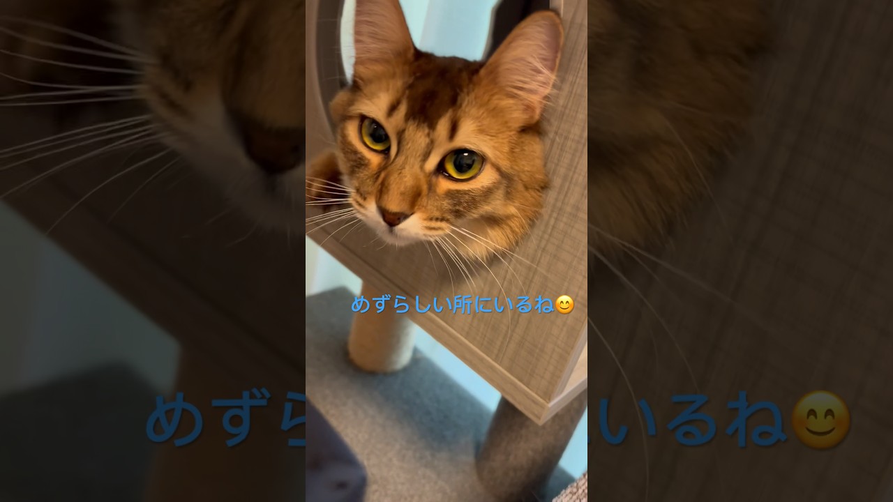 いつもと違う場所を楽しむロイ君 #ソマリ #甘えん坊の猫 #しっぽ吸い