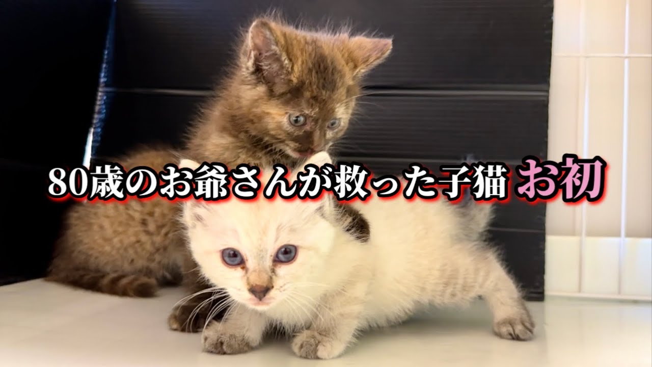 生後1ヶ月から一緒に過ごした子猫がついに巣立ちます【保護猫】
