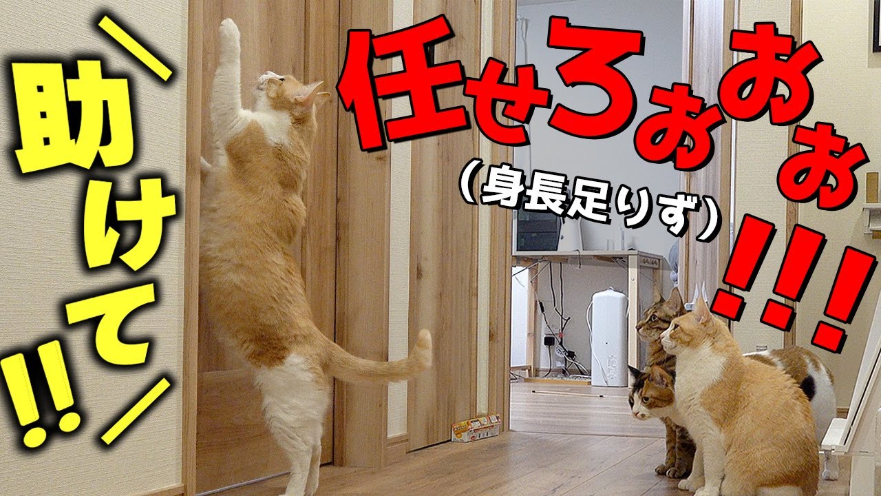 閉じ込められた飼い主が「助けて！」と叫んだら愛猫たちがまさかの行動をし始めました…！！！【愛だね】
