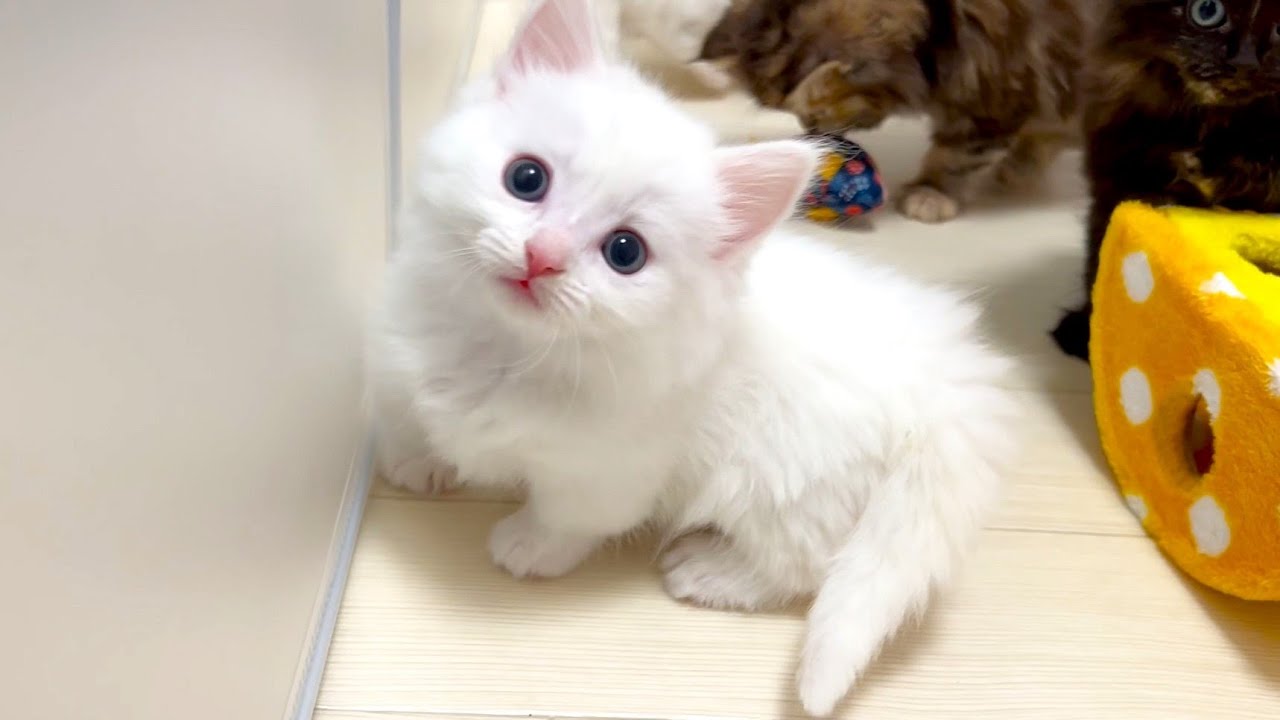 【マンチカンの子猫】白猫の子猫はリアルマリーちゃんに育っていく件 ～猫のいる生活Vol.900～出産動画 マンチカン短足・ミヌエット・ペルシャ猫専門ブリーダー『ペット蔵人』【子猫の成長記録】