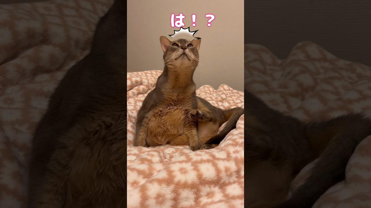 まな猫アリスちゃん #shorts #猫 #アビシニアン #cat #まな猫
