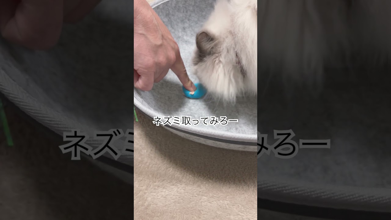 ヒマラヤンのマーベルにカプられた😂😂🐈 #shorts #うちのにゃんこ #cat #ヒマラヤン #マーベル #ねこ #癒し #かわいい