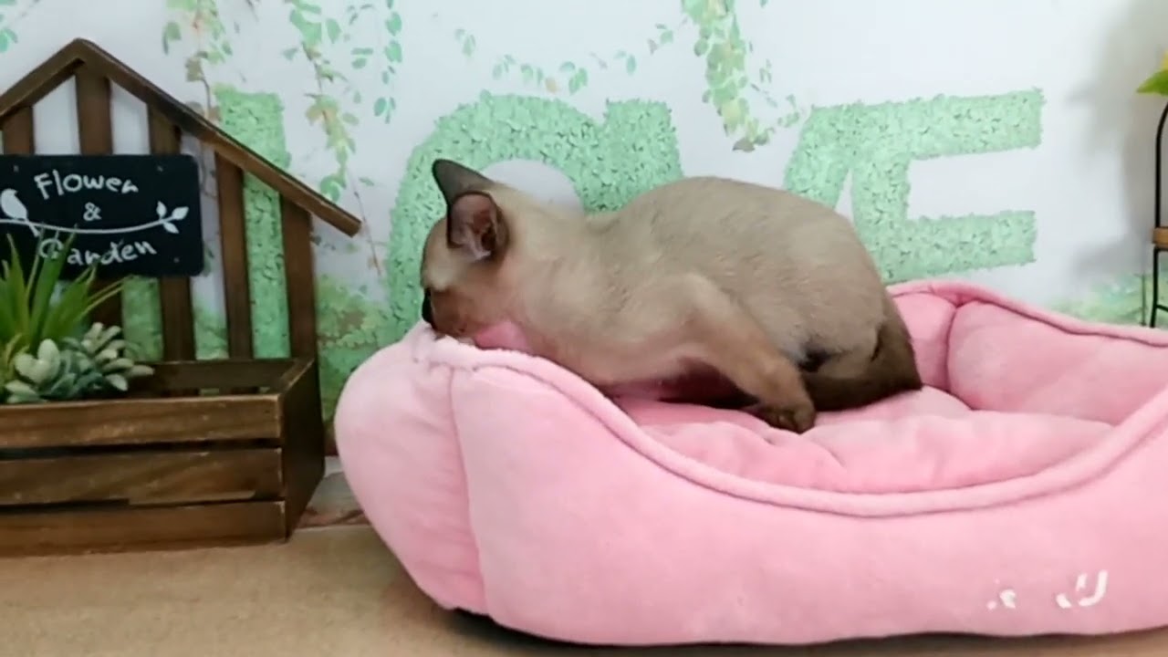 665939 トンキニーズ
