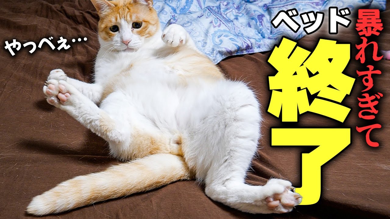 【閲覧注意】猫たちが大暴れをしたせいでベッドに大変なことが起きていました…