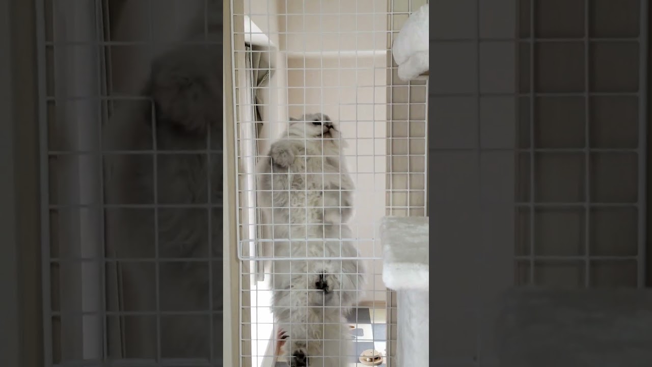 【ペルシャ猫】もちお、猫ミーム素材になる！？ Dubidubidu - Christell