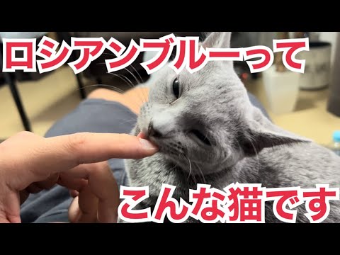 【3選】ロシアンブルーの子猫と暮らして気付いた性格・特徴がこちらです...