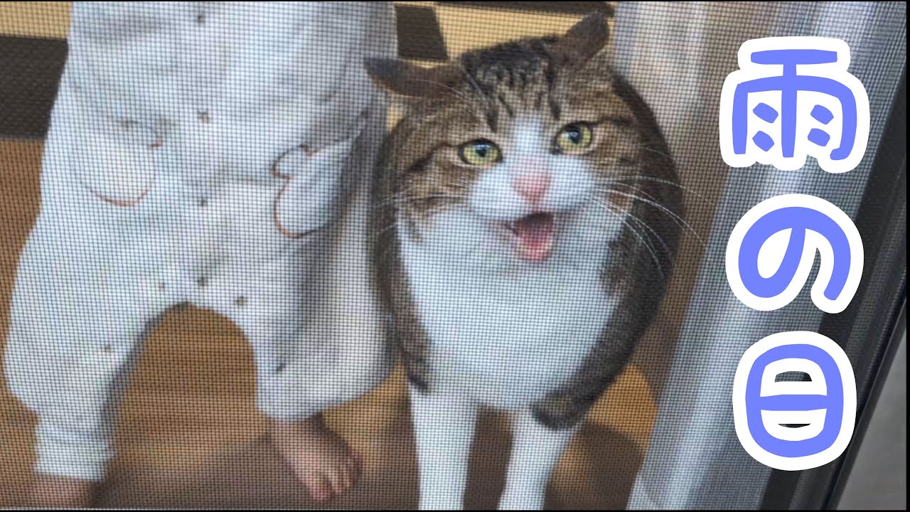 雨の日の猫たちはこんなことして過ごしています。vol.1033