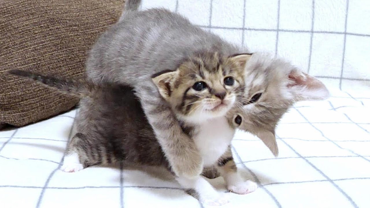 かわいい子猫と遊びたくてたまらなくなった兄猫が思わず飛びついてきちゃいました【赤ちゃん猫　保護猫】