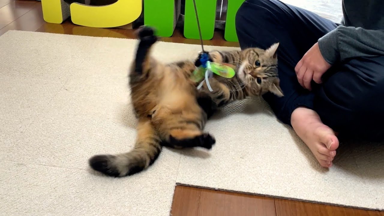 転がし方がプロ並みな猫じゃら主