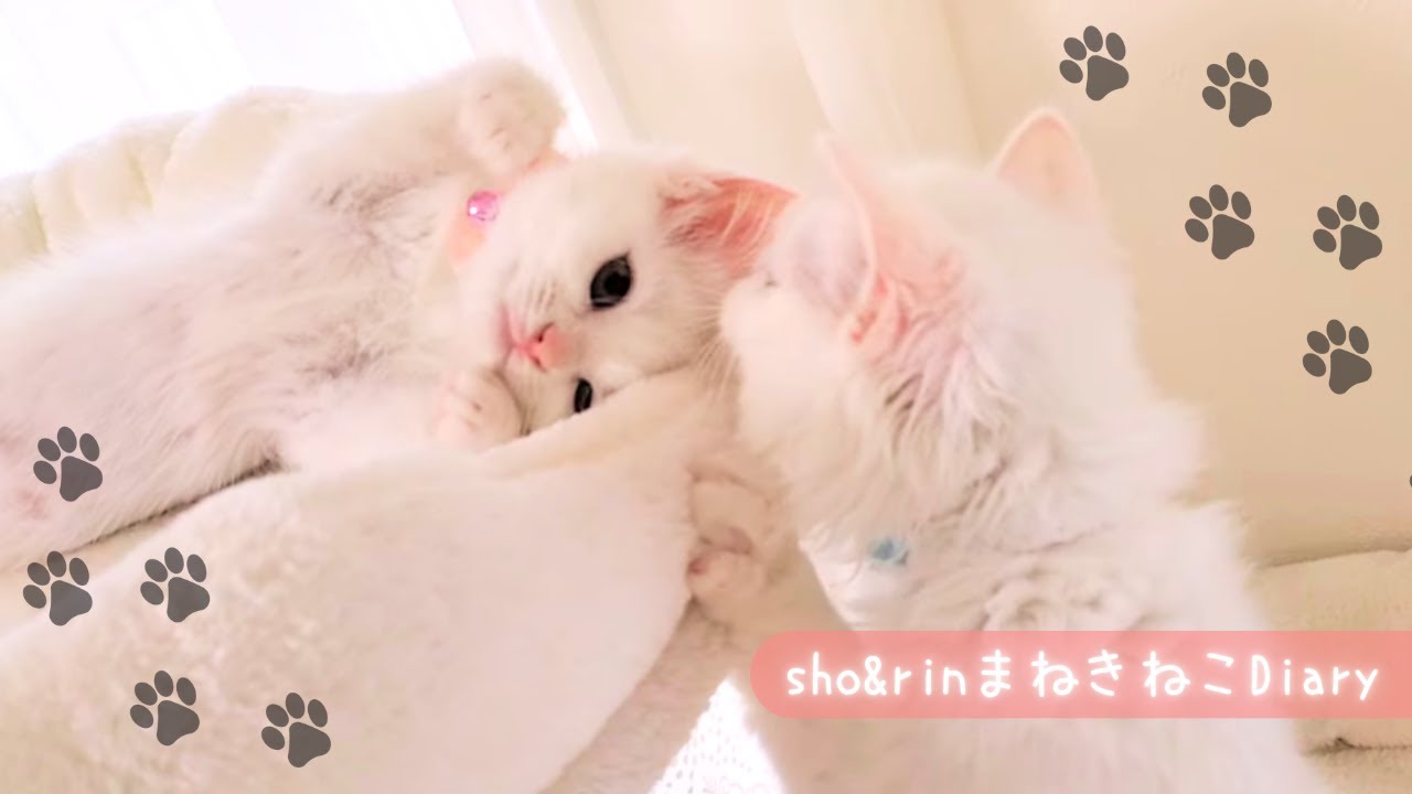 寝起きまったり仲良しな子猫たち♡後半…驚きのハプニング発生！
