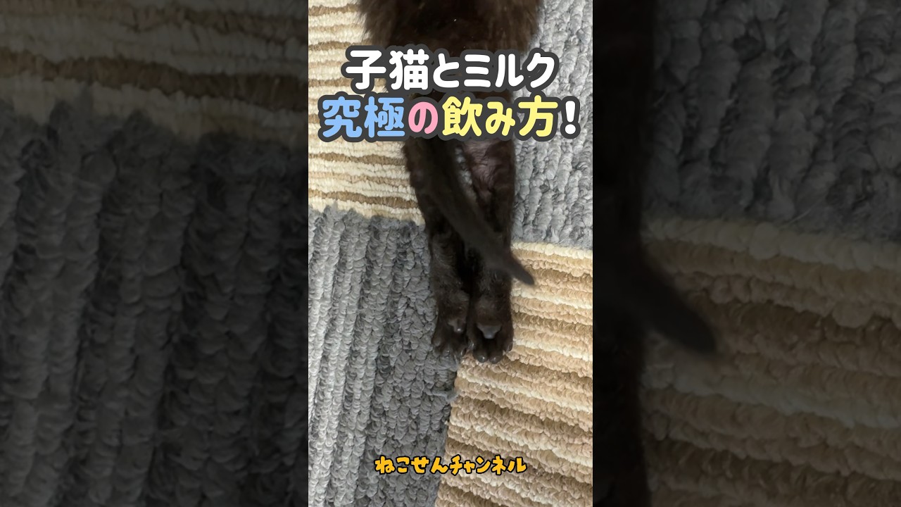 【ミルク究極飲み姿】これが子猫とミルクの完成版❗（真冬に保護した子猫） | ねこせん