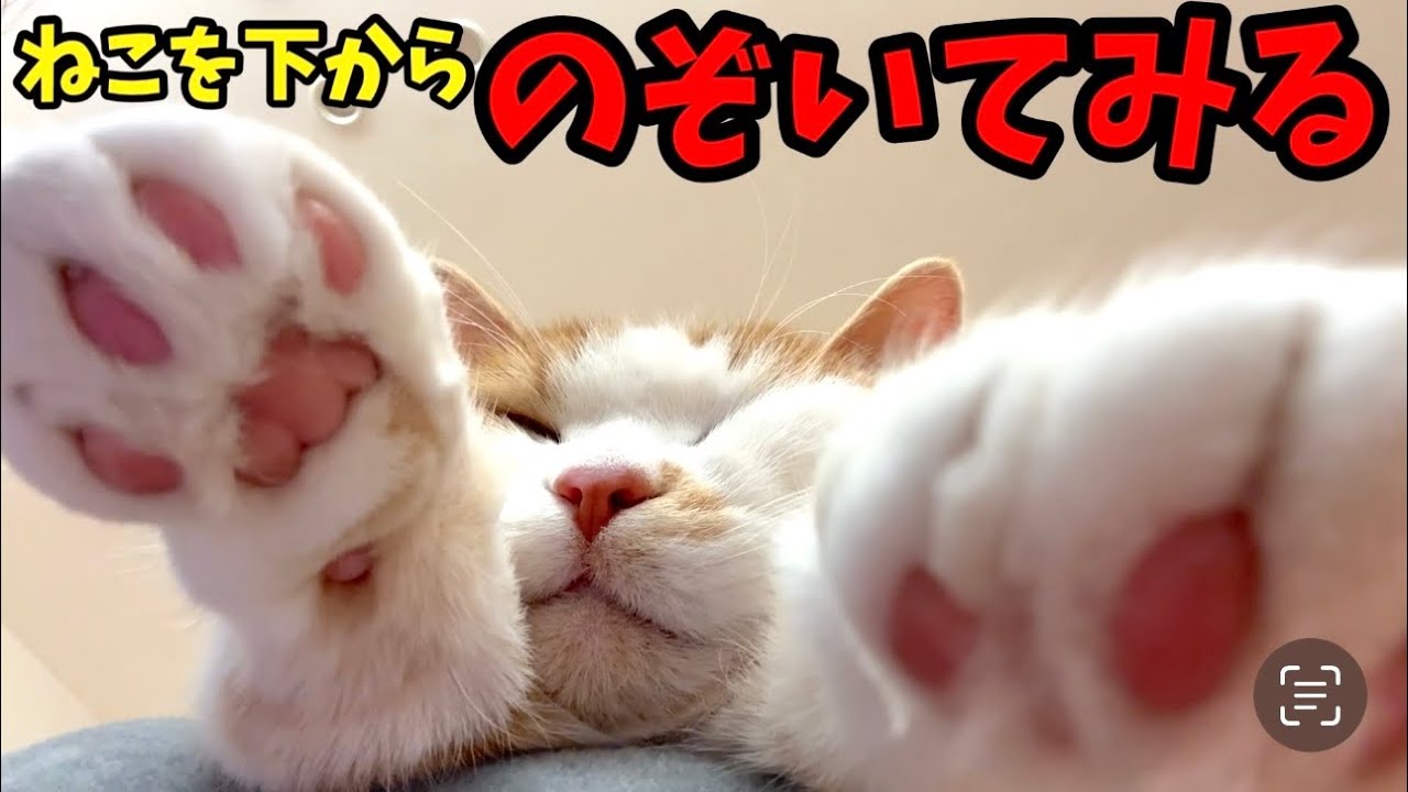 変な角度からねこを撮影してみたら【短足マンチカン】#805