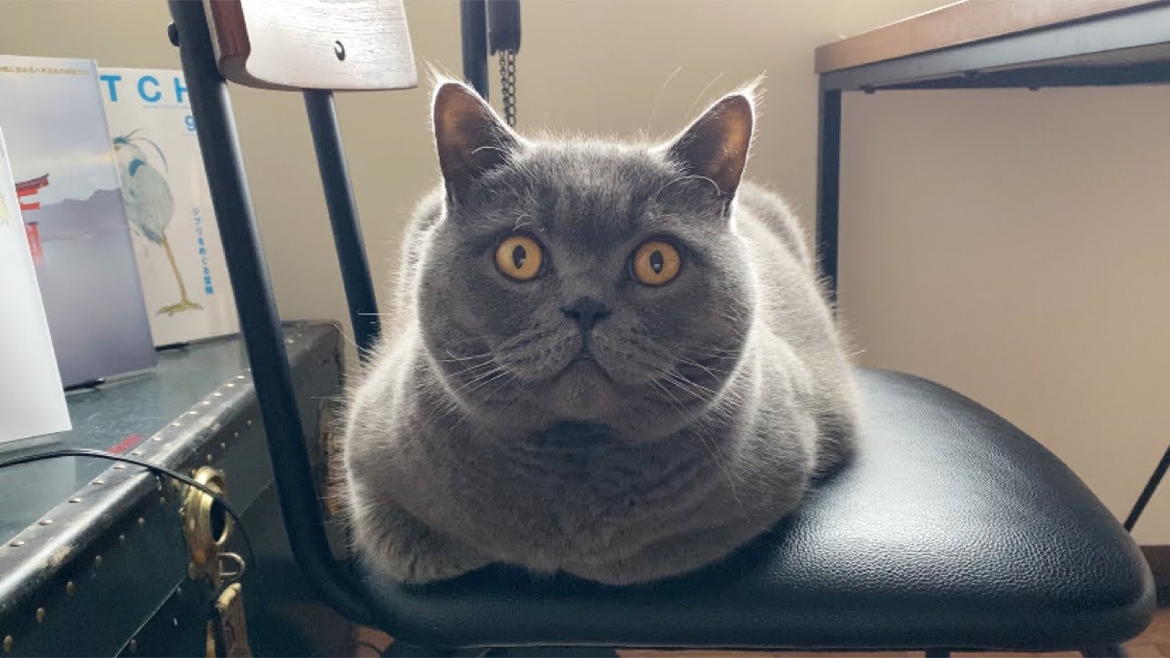 【Brilog 108】部屋の模様替えをしたら猫がこうなりました／ブリティッシュショートヘア