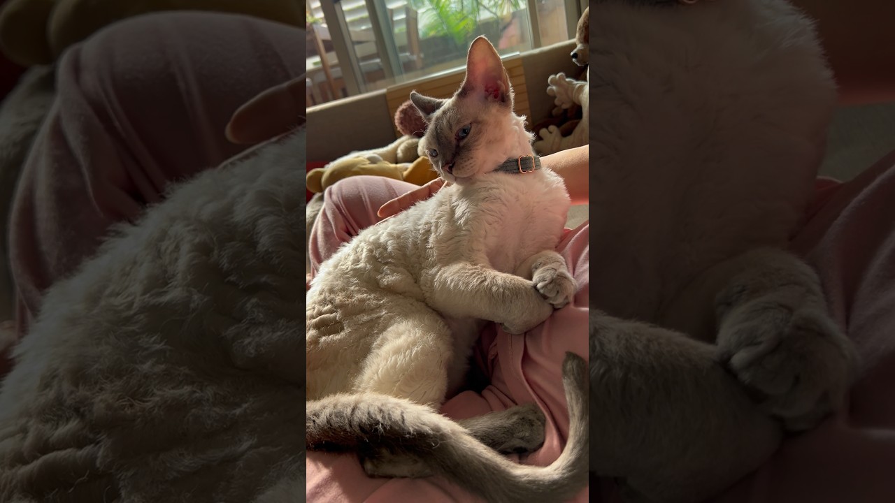 Good meowning おはようにゃ🧡🤎🩶#devonrex #cat #shorts