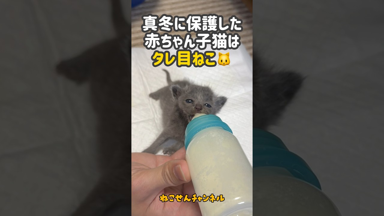 タレ目猫👀ミルク飲むとナゼかタレ目になっちゃいます💖【真冬に保護した赤ちゃん猫】 | ねこせん