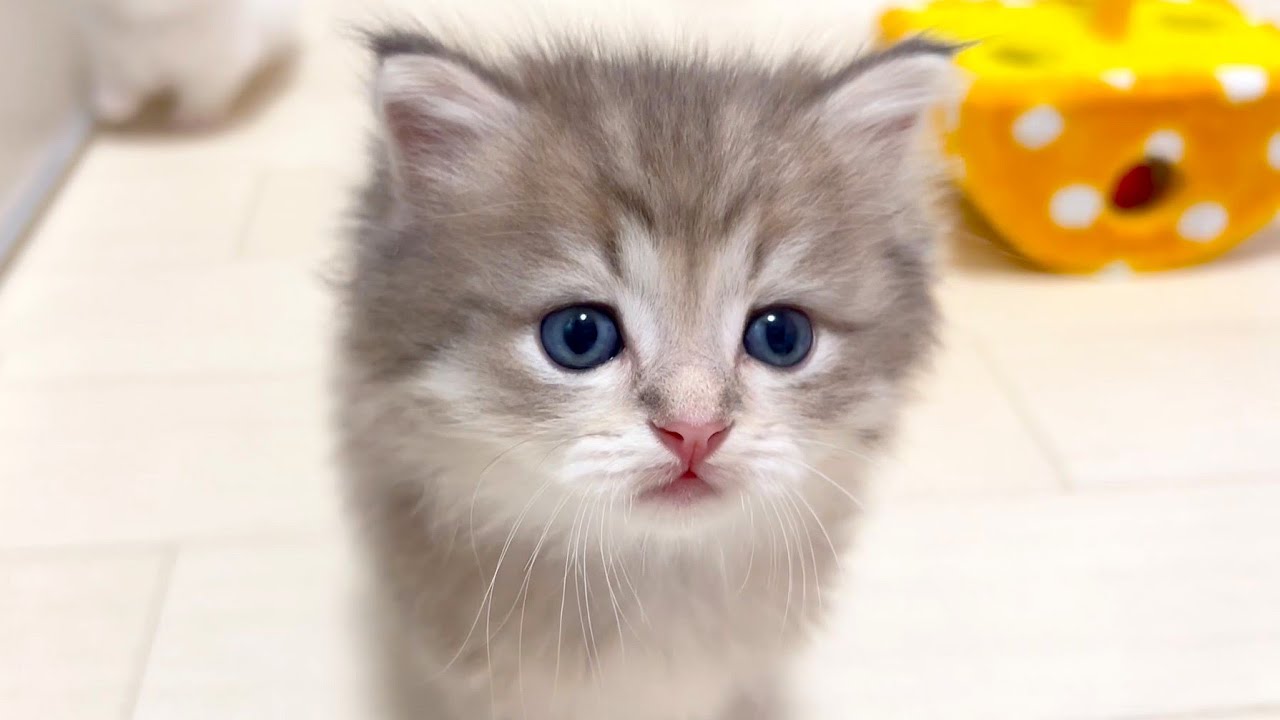 【マンチカンの子猫】段々テンションが上がっていく子猫の件 ～猫のいる生活Vol.899～出産動画 マンチカン短足・ミヌエット・ペルシャ猫専門ブリーダー『ペット蔵人』【子猫の成長記録】