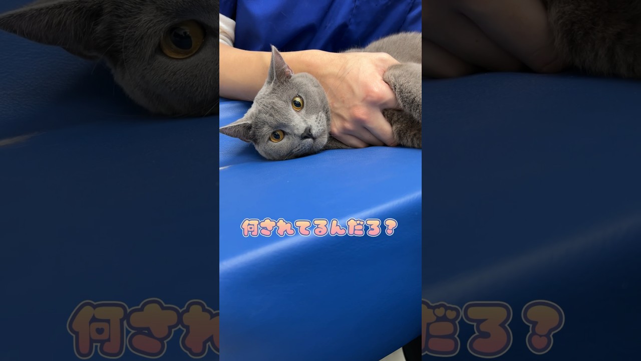 エコー中不満そうにするも大人しく受けるシャルトリュー