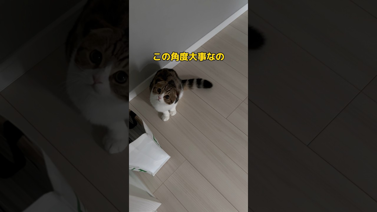 【スコティッシュフォールドスコ太郎】やっぱり斜め45度#スコティッシュフォールド #可愛い #子猫 #猫 #猫の日常