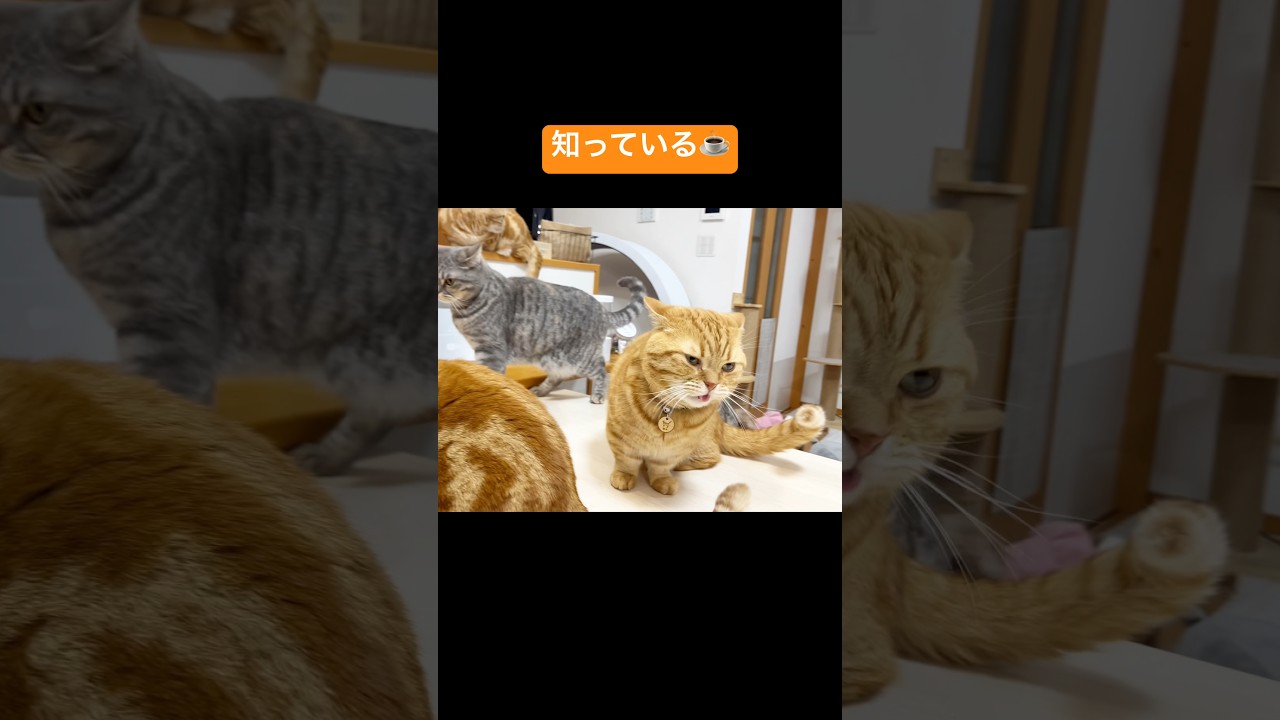 マンチカンの茶々は知っている #猫 #マンチカン #shorts