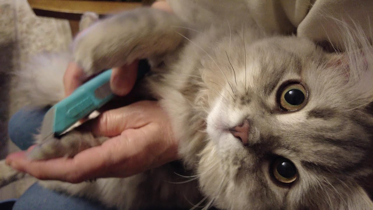 サイベリアンの子猫「りりちゃん」は「危険にゃん物？」