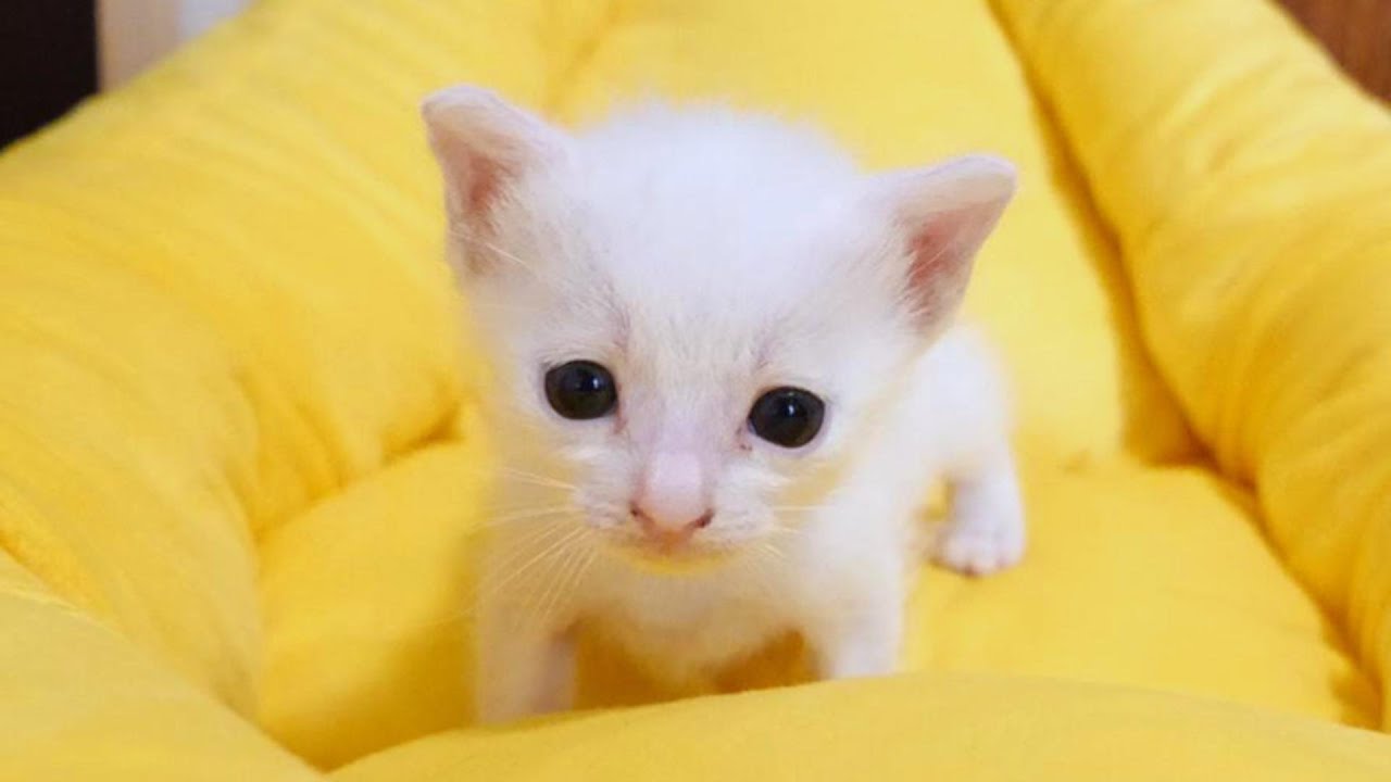 ヤキモチを焼いた白い子猫が「私にかまって！」と大声でアピールしてきました【赤ちゃん猫　保護猫】