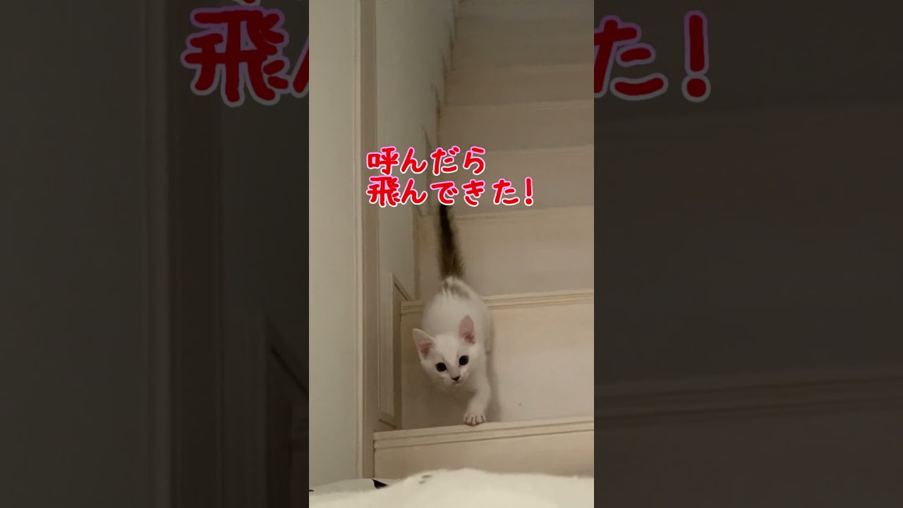 名前を呼ぶとダッシュで駆けつけてくる子猫が可愛い