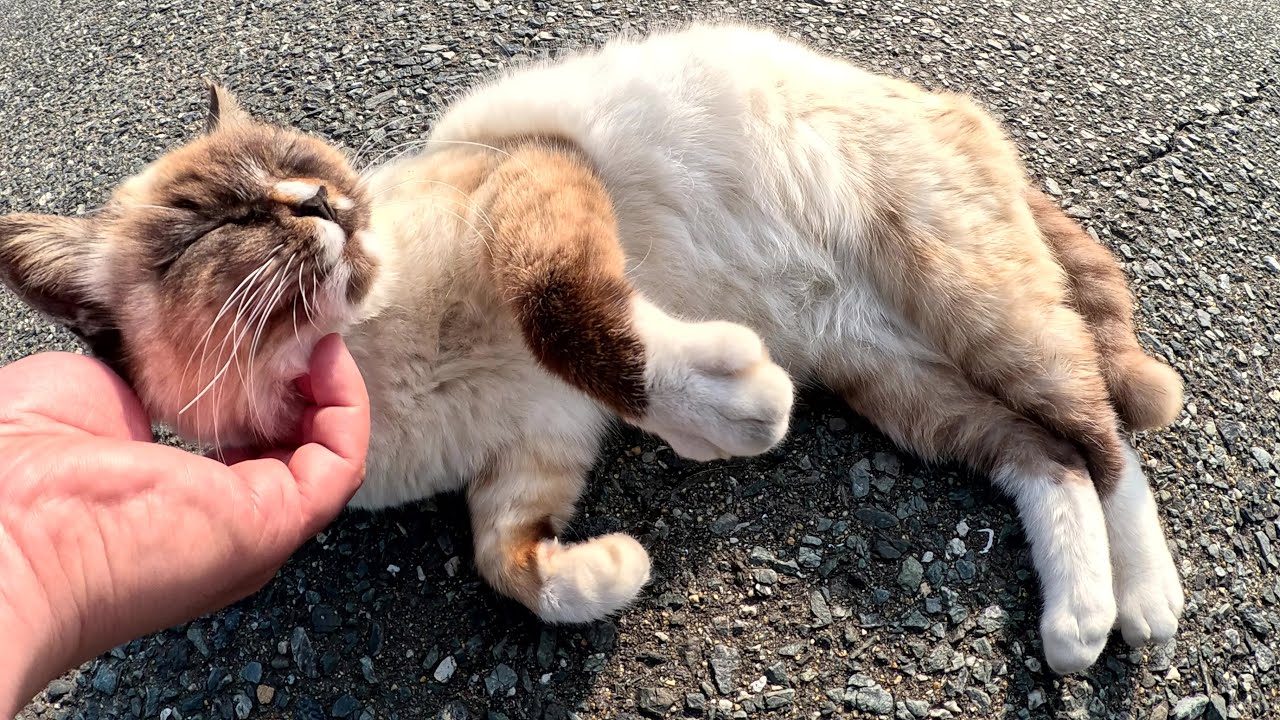 シャム猫のあごをモフると、前脚をフミフミして喜んだ