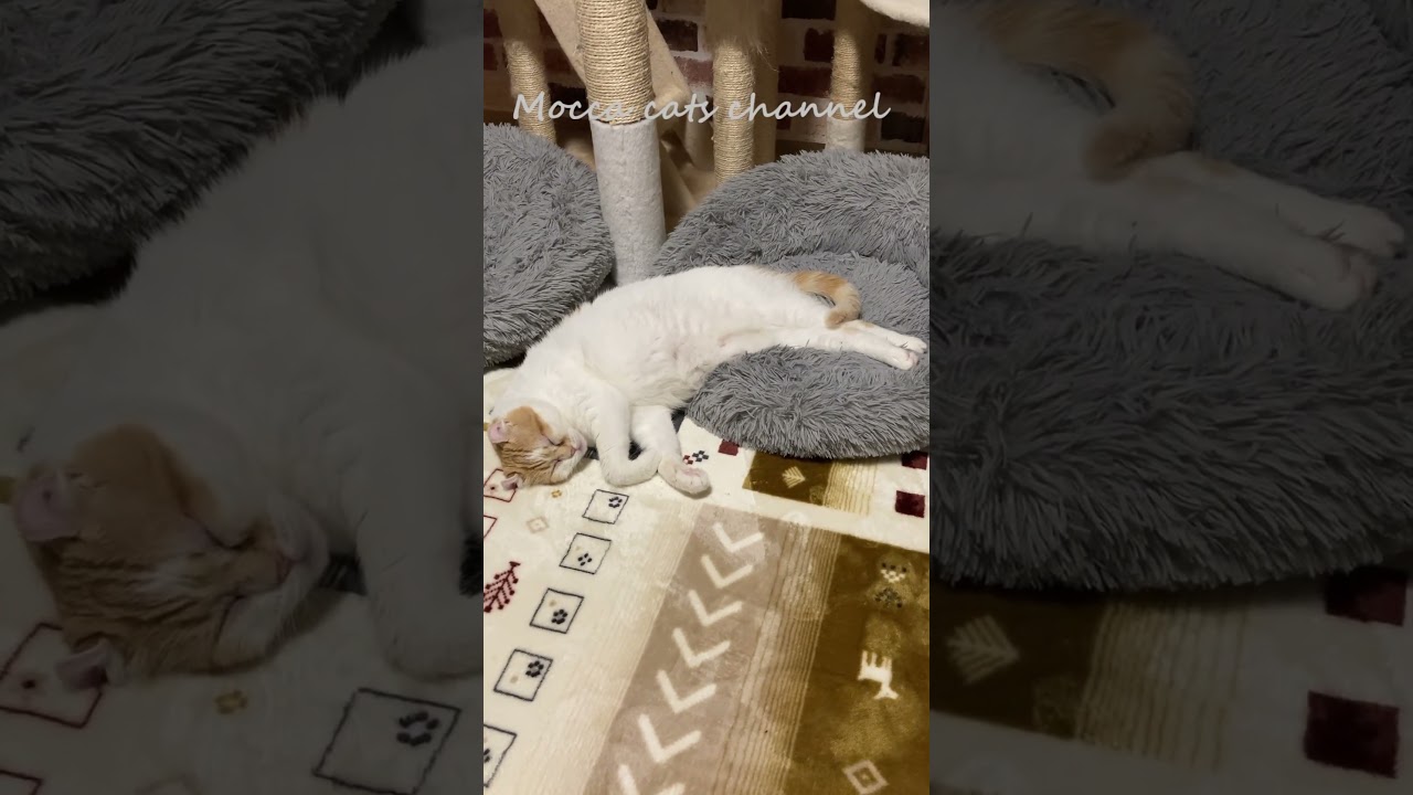 寝ながら移動する猫 #shorts  #猫 #アメリカンカール #cat