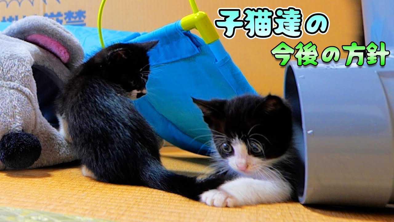 わが家で飼う事になった子猫達の今後の方針🐈🐈