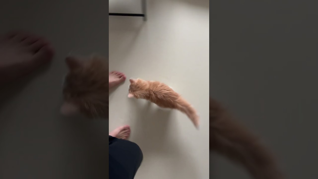 ねると遊んだ #cat #ラガマフィン #ragamuffin #猫 #猫のいる暮らし
