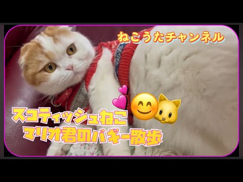 ［散歩する猫］スコティッシュのマリオ🐱カートで、楽ちん🌸