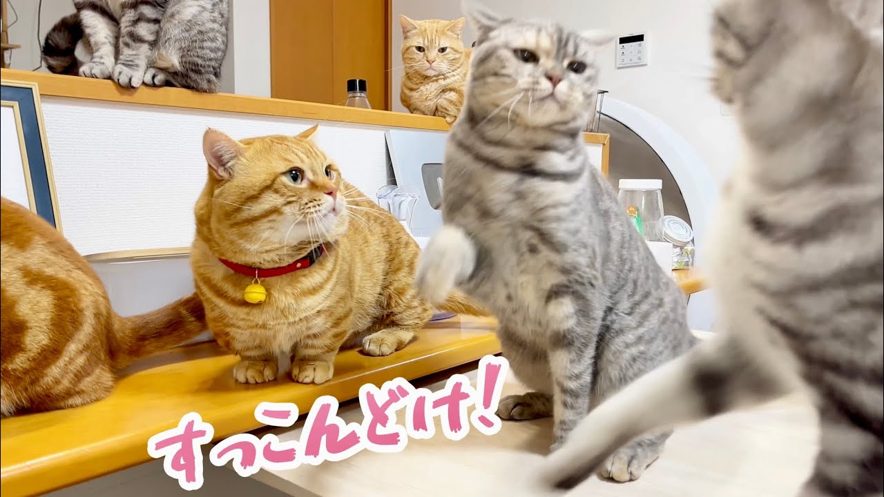 『全員あたいが相手になるよ！』 #猫 #マンチカン