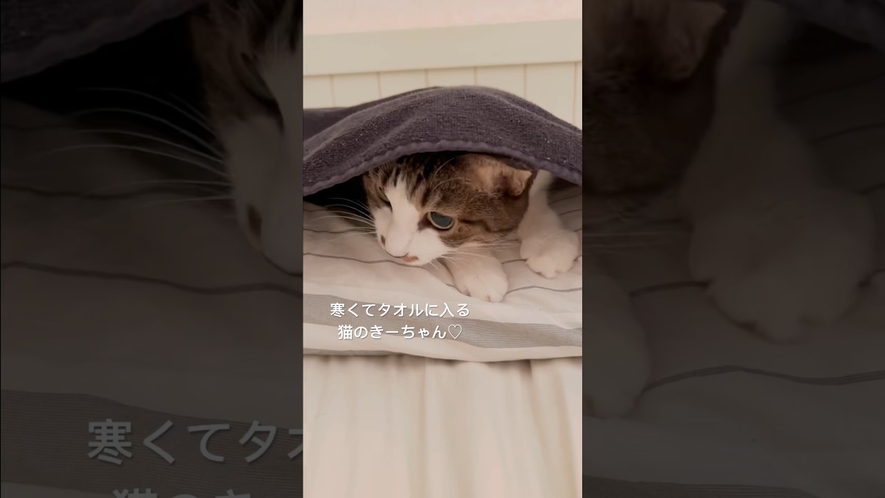 寒くてタオルに入る猫のきーちゃん♡ #shorts