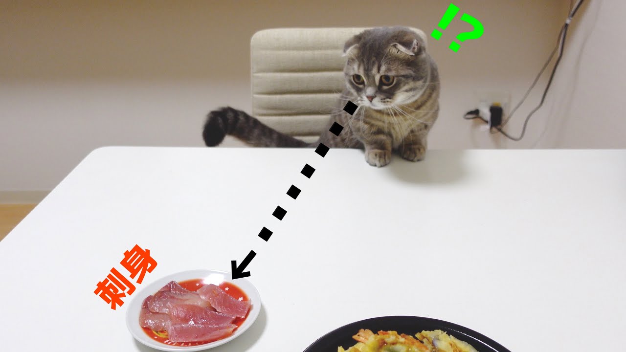 こっそりご飯を食べようとしたら猫にバレてこうなりました[マンチカン]