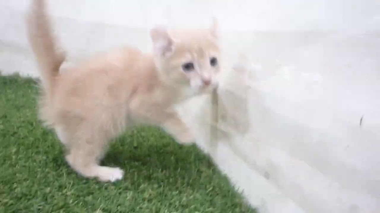 Coo&RIKU　No00666179 アメリカンカール