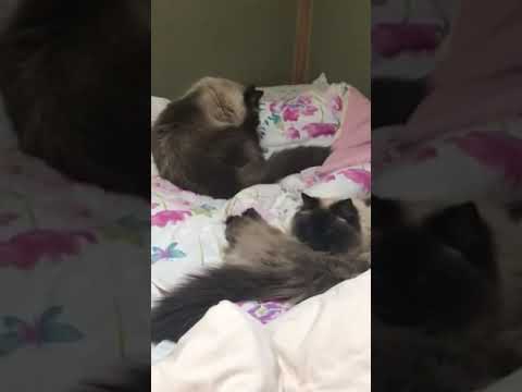 双子猫仲良く毛繕い😸😸#猫 #ヒマラヤン　#shorts