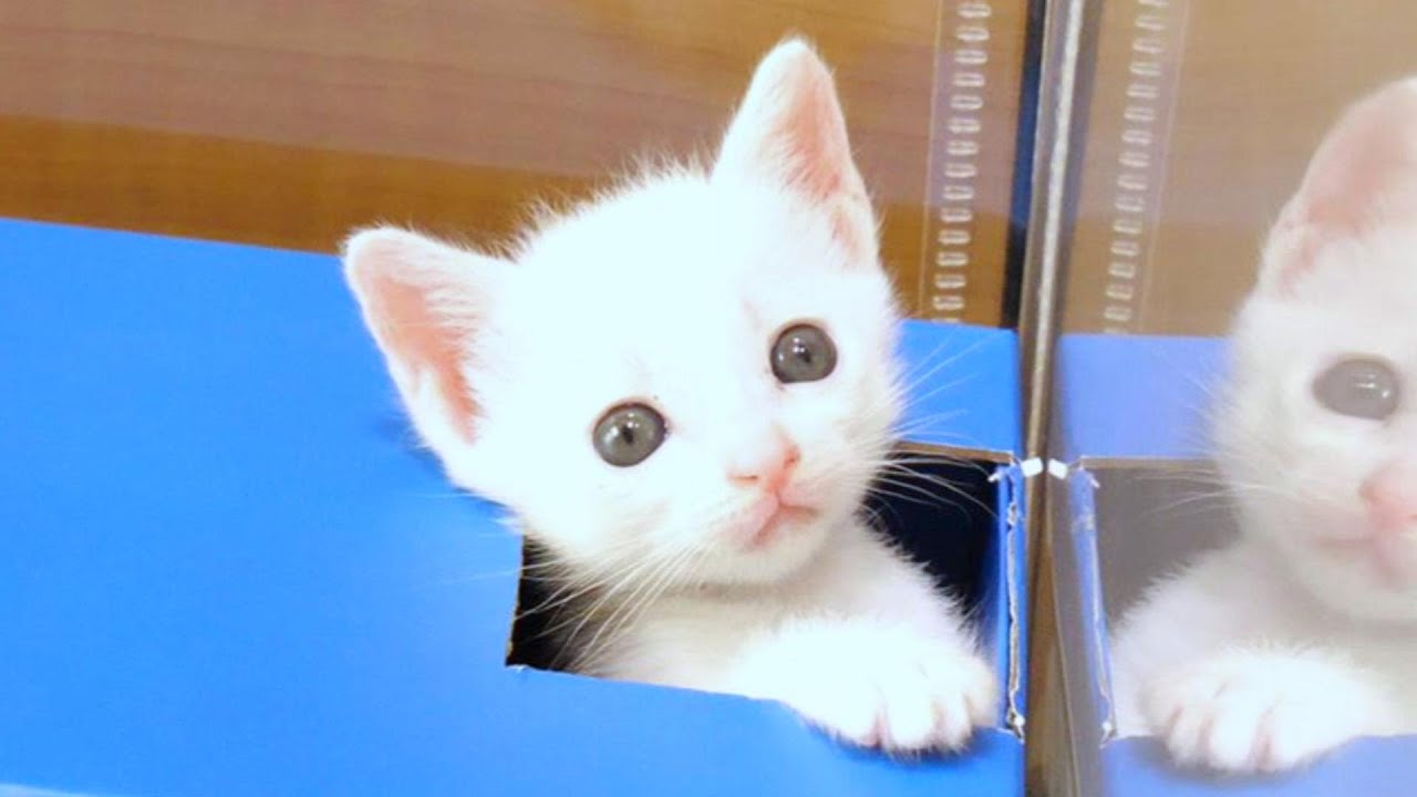 子猫にミルクを飲ませようとしたらお兄ちゃん達が次々にやってきて大慌てするママ【赤ちゃん猫　保護猫】