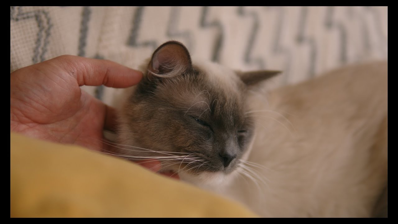 撫でられるのが大好きな2匹のラグドール　#猫 #ラグドール #ragdollcat
