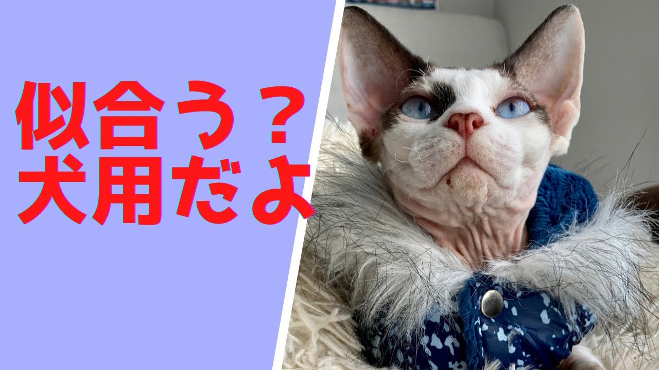 73:犬用ジャケットを着るスフィンクス猫