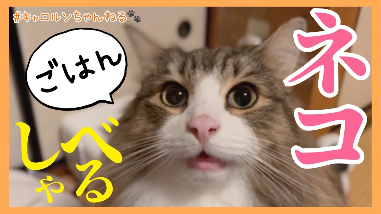 はらぺこで思わず『ごはん』と言ってしまうノルンちゃん【ノルウェージャンフォレストキャット】 #Cat #猫