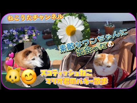 ［散歩する猫］スコティッシュ猫🐱の🐱マリオ君❤️素敵な､ワンちゃんに､遭遇しました。