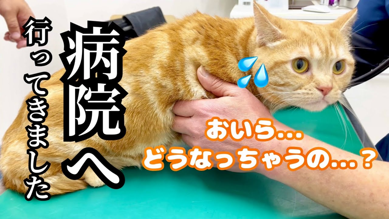 【ご報告】ちゃーぼーの検査結果についてご報告があります #猫 #マンチカン