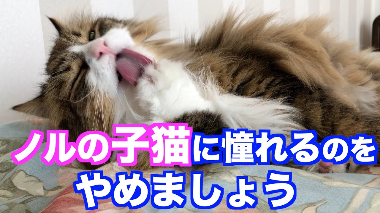 ノルウェージャンの子猫に憧れるのはやめましょう