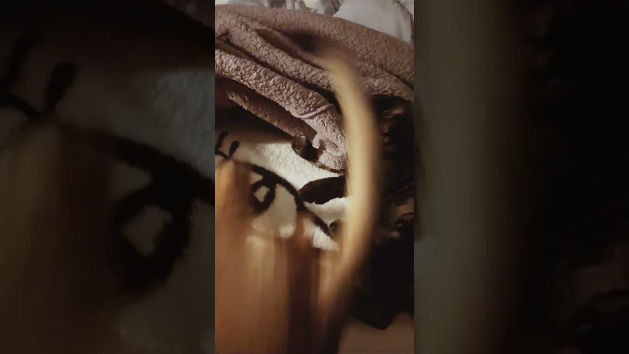 シャー!!（生声有り） #アビシニアン #ベンガル #shorts  #猫の日